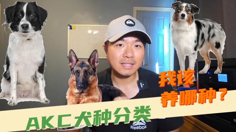 林小jim 纠结养哪种狗狗 了解下美国权威犬种分类 视频首页美国中文网视频