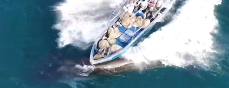 渔船撞击网红鲸鱼，官方通报